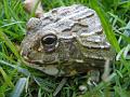 Pyxicephalus adspersus 17